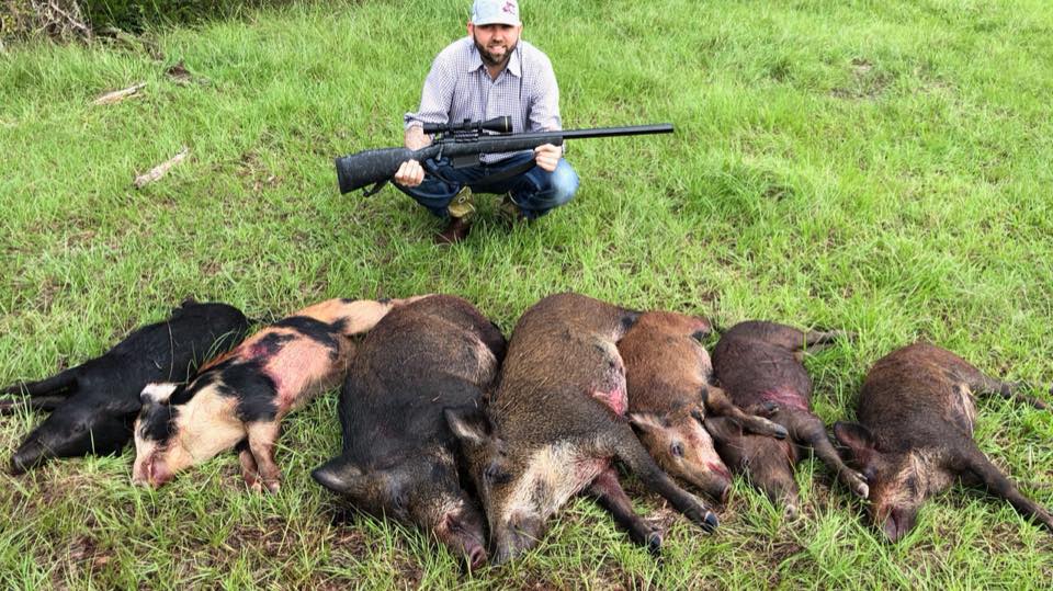 Central Texas Pigs